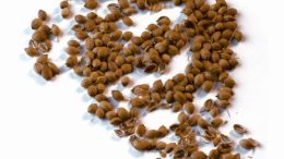 Coriander seed