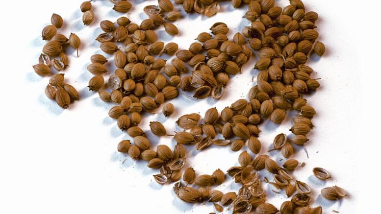 Coriander seed