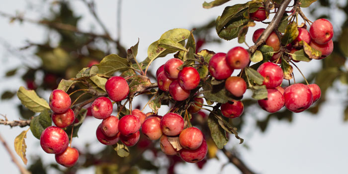 Crab apple