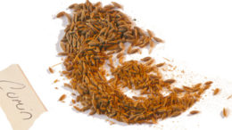 Cumin