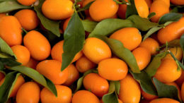 Kumquat