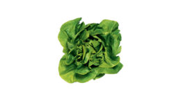 Lettuce