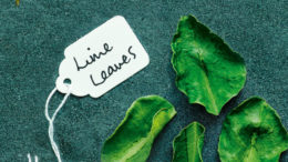 Lime leaf