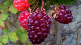 Loganberry