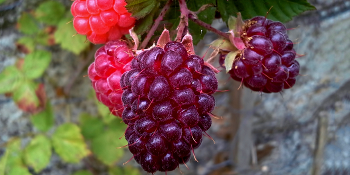 Loganberry