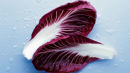 Radicchio