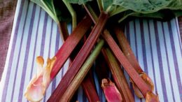 Rhubarb