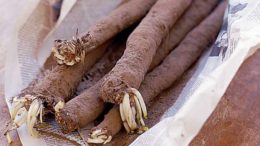 Salsify