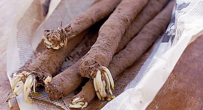 Salsify