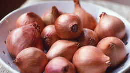 Shallot