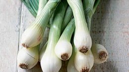 Spring onion