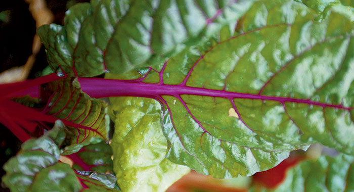 Swiss chard