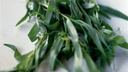 Tarragon