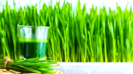 Wheat grass