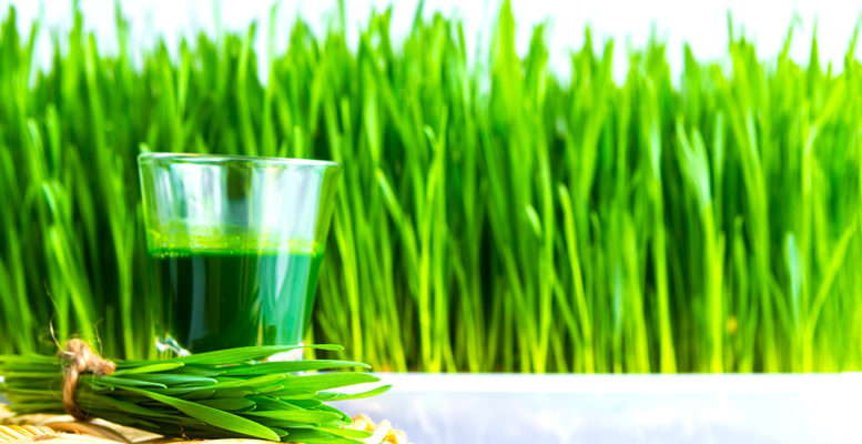 Wheat grass