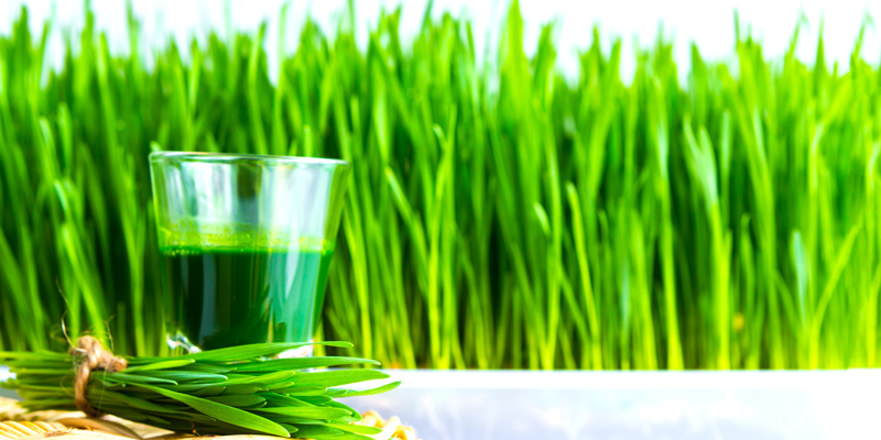 Wheat grass